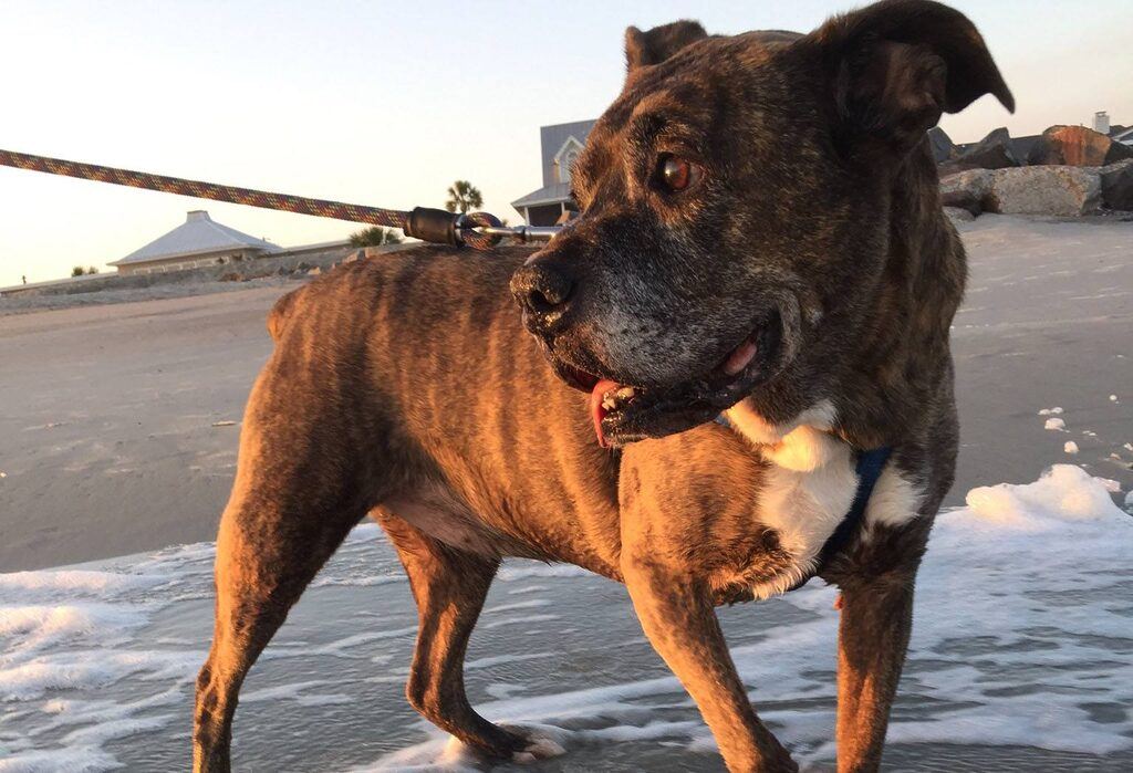 Dog Days Of Summer Tips For Bringing Fido To Edisto Beach Edistobeach Com